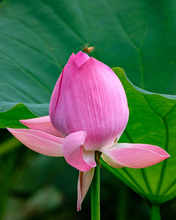Nascent Bloom