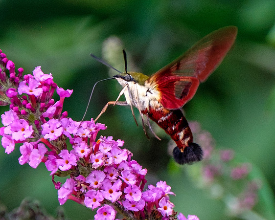 Hummingbird Moth on Verbina