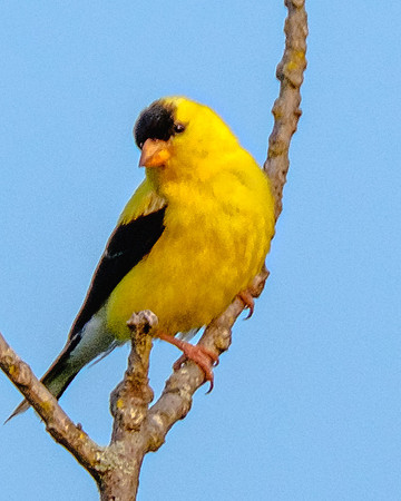 Goldfinch