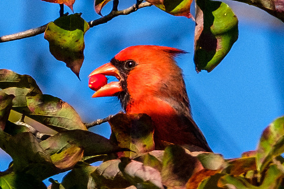Northern Cardinal