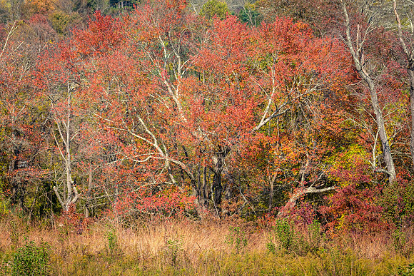 Autumn Color, Howard Nature Conservancy