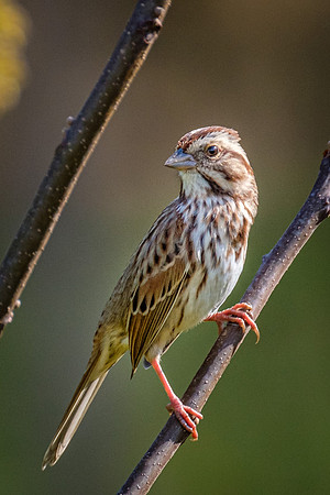 Song Sparrow