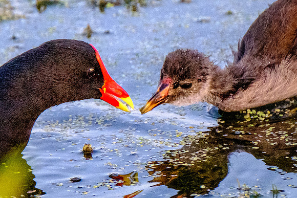 Feeding Baby Moorhen