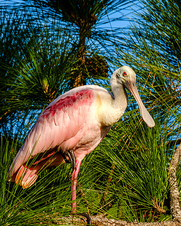 Roseate Spoonbill