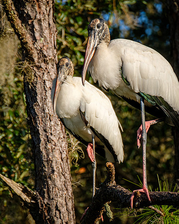 Wood Storks