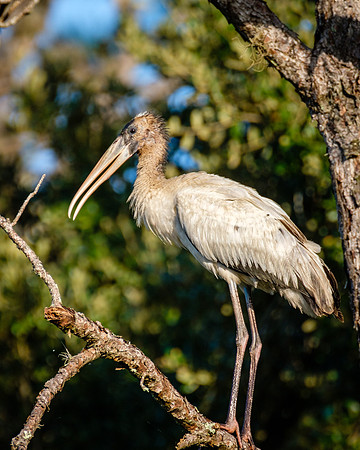 Juvenile Woodstork