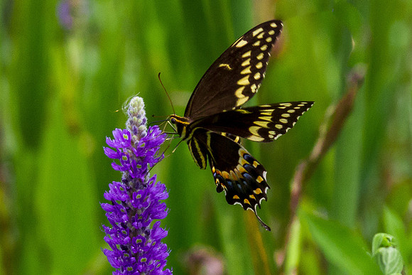 Palamedes on Pickerelweed