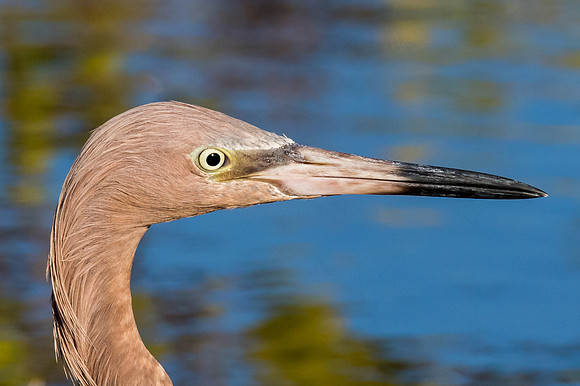 Reddish Egret