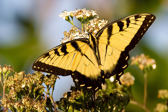Eastern Tiger Swallowtail