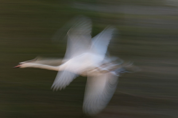 Egret in Motion