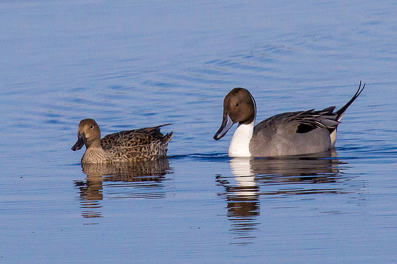 Pintail Pair