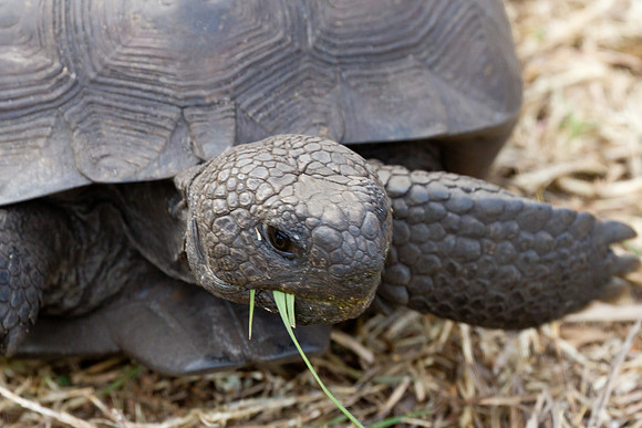 Gopher Tortise