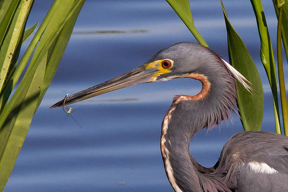 Tricolored Heron