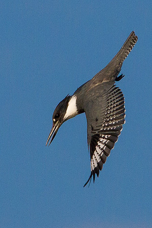 Kingfisher Attack