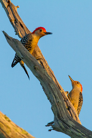 Red-bellied Woodpecker