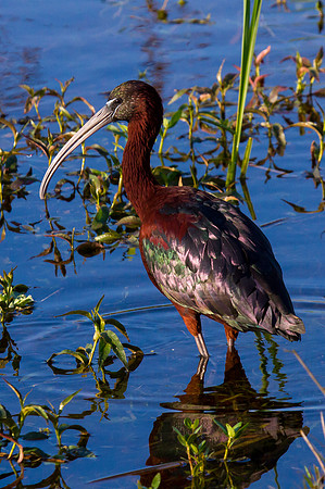 Glossy Ibis