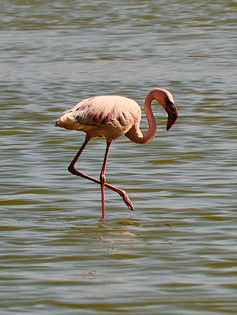 Coastal Wetlands, Walvis Bay, Namibia