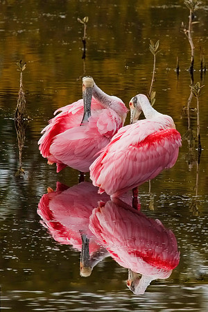 Rosate Spoonbills