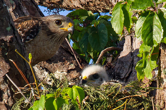 Red Shouldered Hawk Family