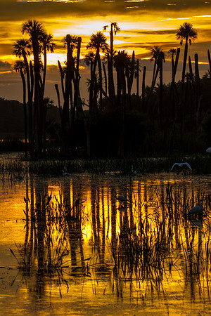 Long, Tall Dawn