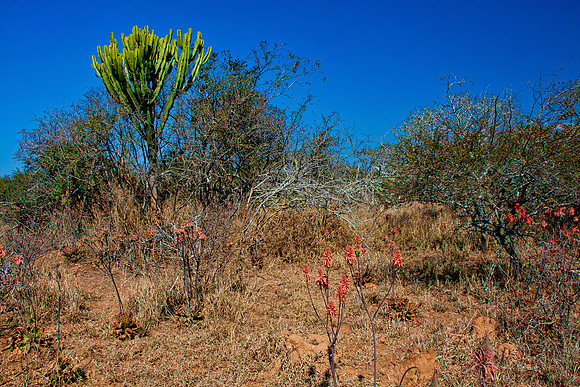 _MG_0809-Edit