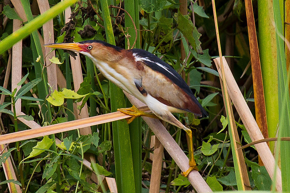Least Bittern