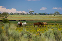 Taos Ponies