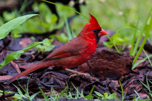 Northern Cardinal