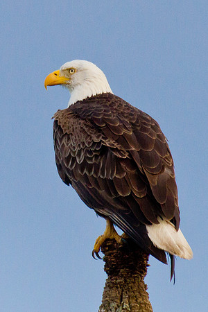 Bald Eagle