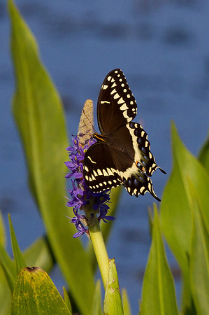 Palamedes Swallowtail