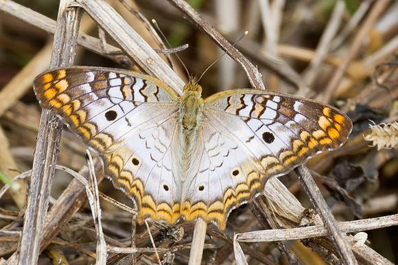 White Peacock Butterfly