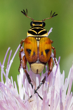 King of the Thistle