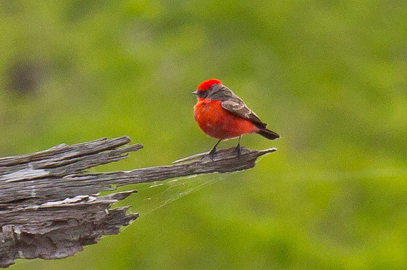 Vermilion Flycatcher