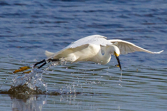 Fishing Snowy Egret