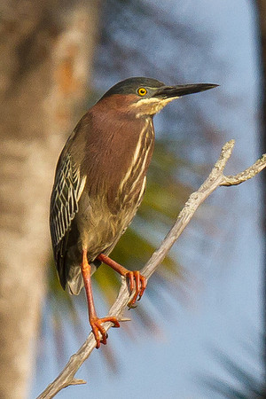 Green Heron