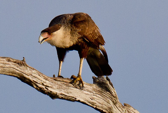 Crested Cara Cara