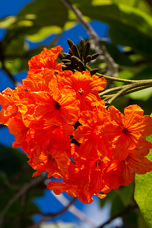 Flamboyant, Grand Turk