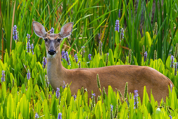 White-Tailed Deer