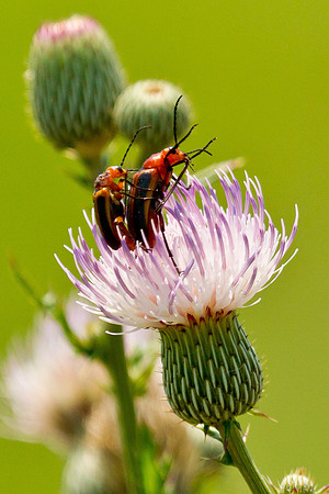 Long Horn Beetle 1