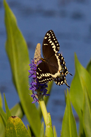 Palamedes Swallowtail Butterfly