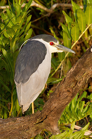 Black Crowned Night Heron