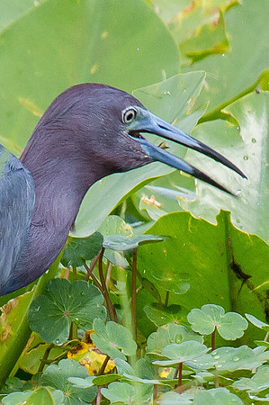 Little Blue Heron