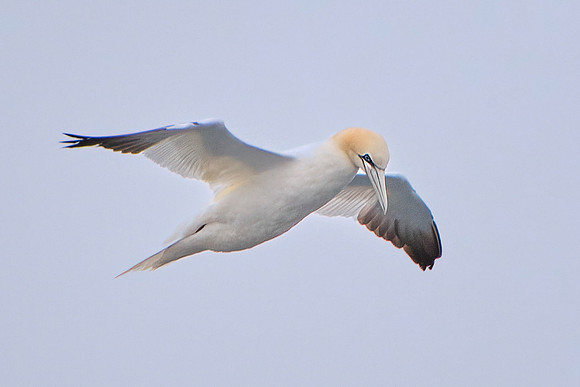 Northern Gannet