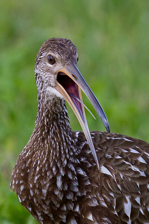 Limpkin
