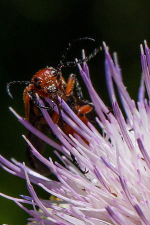 Long Horn Beetle 2