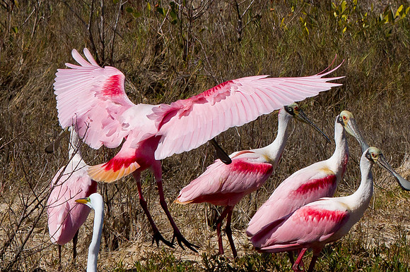 Roseate Spoonbills