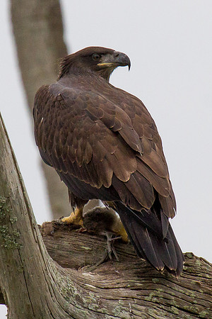 Juvenile Bald Eagle