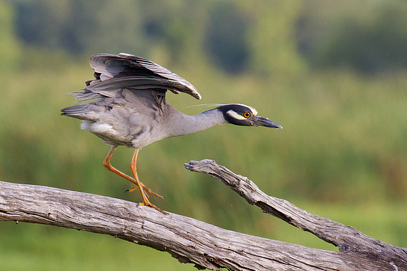 Yellow Crowned Night Heron