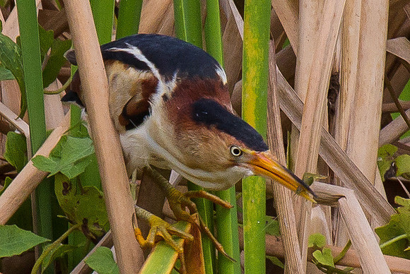 Least Bittern