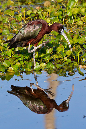 Glossy Ibis